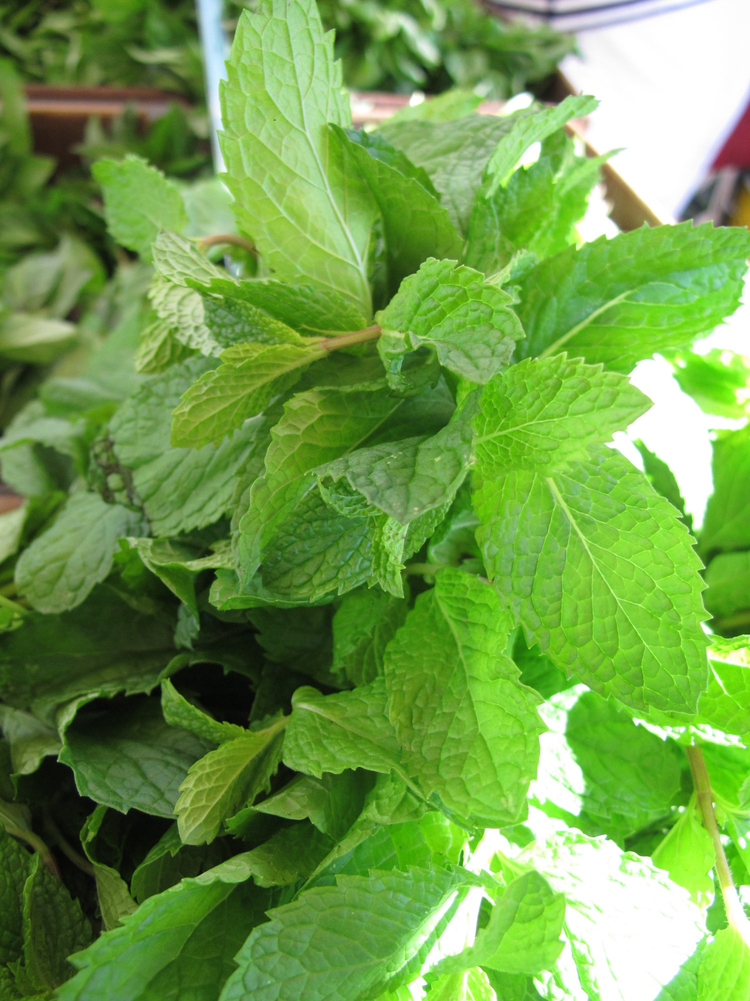 Mint Soup with Cilantro and Creme Fraiche