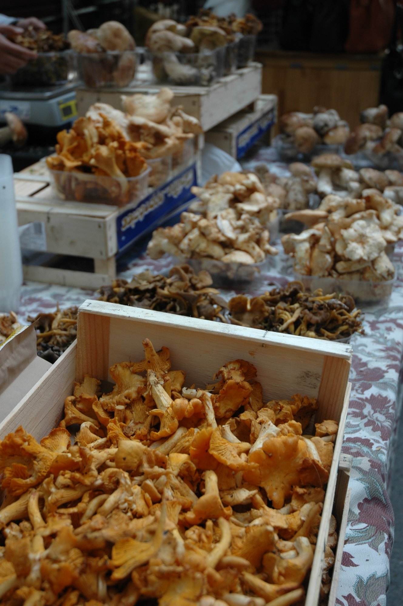 Wild Mushroom Salad